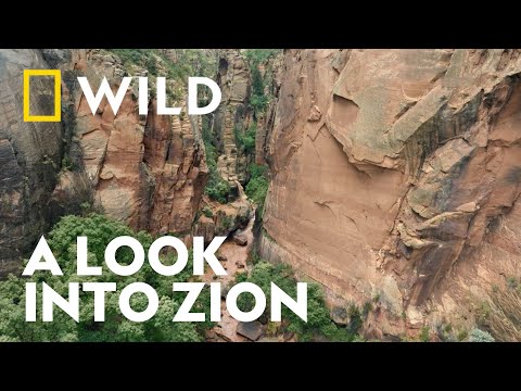 The Wonders of Zion National Park | Unexplored Americas | National Geographic WILD UK