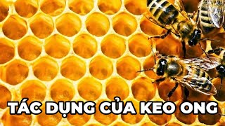 Keo ong là gì? Tác dụng của keo ong không phải ai cũng biết - Kênh Hướng Dẫn