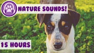 Calming Nature Sound for Dogs! Desensitise your Dog with Sound Effects Designed for Anxious Puppies