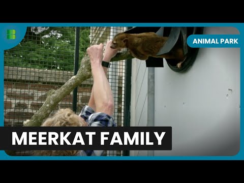 Meerkat Babies Steal the Show at the Park! - Animal Park - Documentary