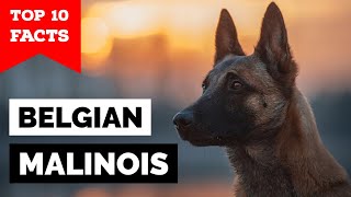 Belgian Malinois - Top 10 Facts