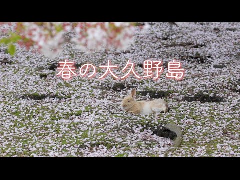 おすすめ動画クリエイター うさぎ写真家uta 「春の大久野島」