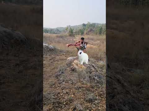 rabbit catching in a forest #junglewildlife #trend #wildjungle #animals #wildlife #langur #redape