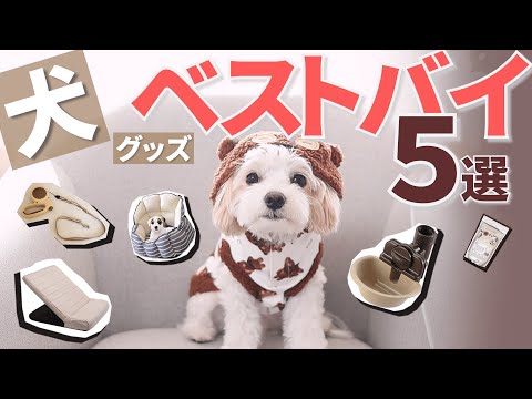 “使ってわかった”本当に買ってよかった犬グッズ５選☆チワプーのてぃむが本気でオススメする犬用品達【＃071】