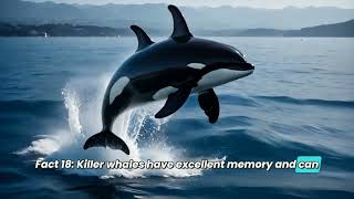 57 Facts : Killer Whale Insights and Behaviors