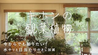 初心者も！すでに植物と暮らしている方もタメになる3つのコツ。お部屋グリーンの楽しみ方【基本の観葉植物】インテリア/育て方/お手入れ