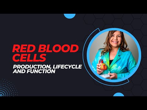 Red Blood Cells: Production, Life Cycle, and Function