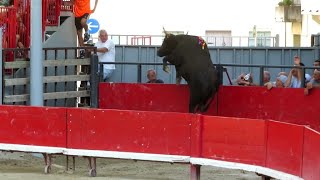 Fête de Marsillargues 2024 - Le taureau no.1118 de la manade de Méjanes