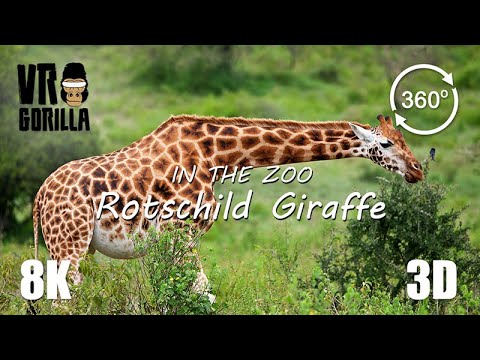 VR in the Zoo: Rotschild Giraffe - 8K 360 3D