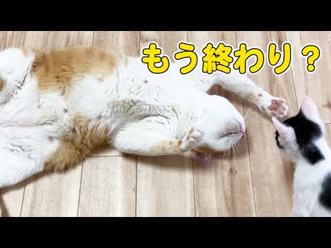 子猫に倒されてしまった先住猫