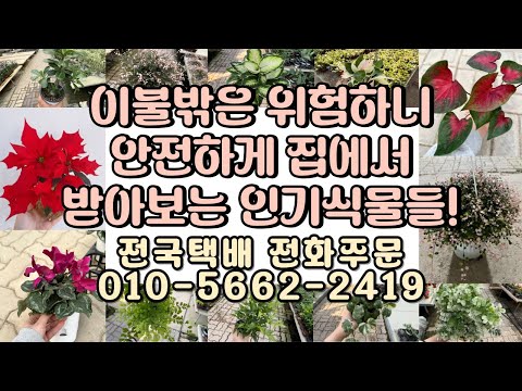 이불밖은 위험해요 안전하게 집에서 식물 받아보세요