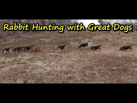 Rabbit Hunting with Great Dogs!!!