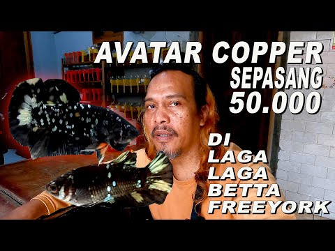 AVATAR COOPER HARGA SEPASANG 50 RB DI LAGALAGA BETTA FREEYORK