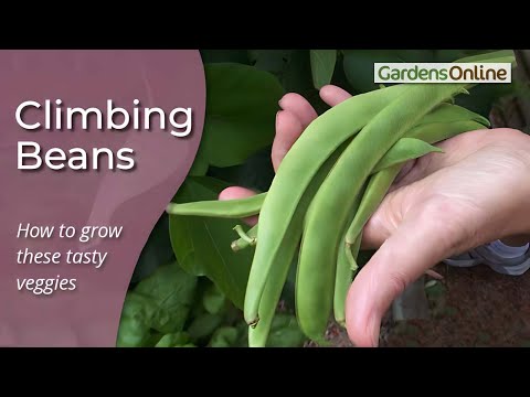 How to Grow Climbing Beans