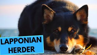 Lapponian Herder - TOP 10 Interesting Facts