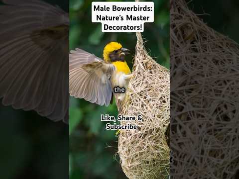 Male Bowerbirds: Nature's Master Decorators! #facts #birds #relationship #love #care #understanding