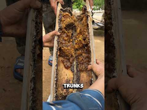 Harvesting Honey from Stingless Bees