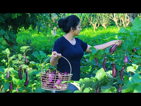 Delicious diet made using fresh brinjal | Poorna - The nature girl |