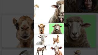 Play the Animal Guessing Game Live!