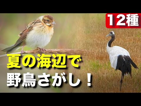 ツルも発見！愉快な野鳥たちを観察してみよう！