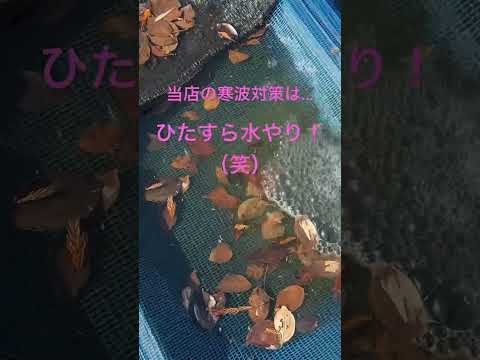 寒波対策#ゆたかなメダカ#宮崎#めだか#メダカ#アクアリウム#魚#ペット#aquarium