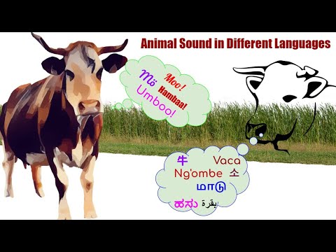 Animals Sound in Different Languages