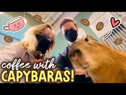 Tokyo’s CAPYBARA CAFE! (Kichijoji + Inokashira Park)