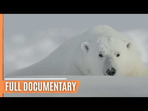 Climate Change and the Protection of Polar Bears | SPECIAL EDITION