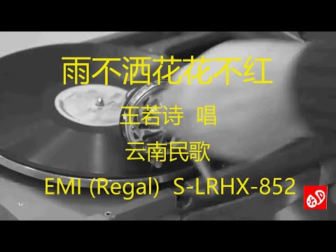 雨不洒花花不红   -   王若诗