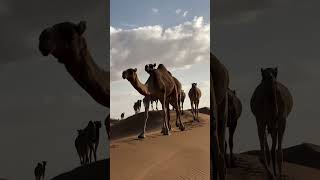 Camels #animalshortsvideo #babycamel #ytshortsvideo #subscribenowformore