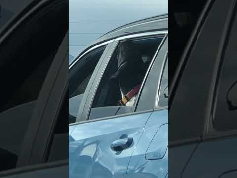 Random Dog in Car window, January 2025! #newvideo #dog #doglover #pets #animal #ytshort #petlover