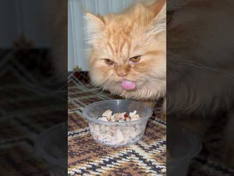 Cute cat eating boiled chicken 🍗😻