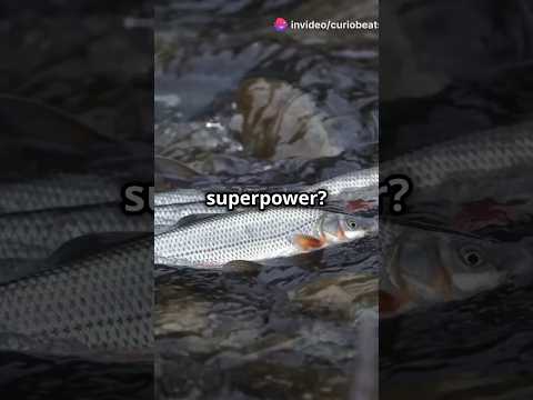 Salmon's Secret Superpowers Revealed!🐟#trending #shorts #salmon #secret #seafood #superpower #facts