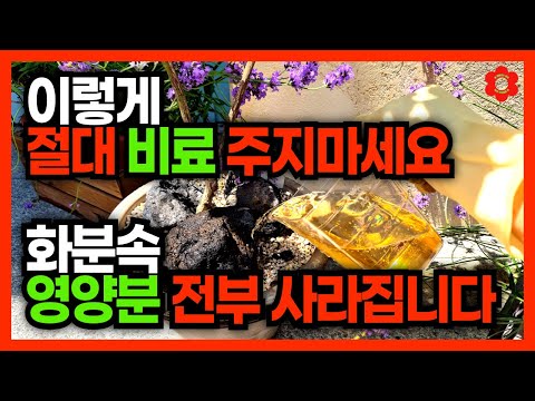 [분갈이 하면 X개월 후 비료 주세요]ㅣ※ 비료 쓰기전 꼭 봐야 할 영상 ※ㅣ비료는 언제 줘야할까?🤔 시비 원칙 2가지ㅣ나만 몰랐던 비료의 치명적 단점 (냄새X)