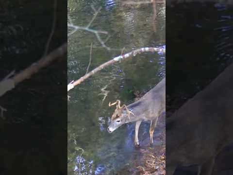 Never seen antlers like that! [what happened?] | N1 Outdoors #whitetail #bowhunting #deerhunting