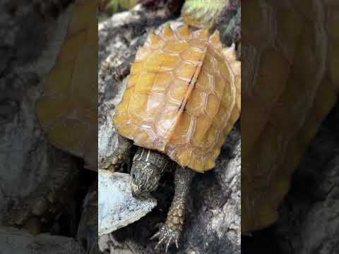 STRANGEST TURTLE SNACKS! WHY DO PET TURTLES EAT BONES? (Black-breasted leaf turtle)