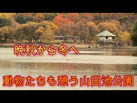 晩秋から冬へ  動物たちも憩う山田池公園 2024　枚方大阪府