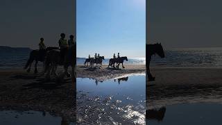 Magical Stroll with Majestic Horses on Ayr Beach #shorts #ayrbeach #horses #explore