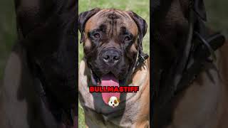 Best Guard Dog Breeds In The World