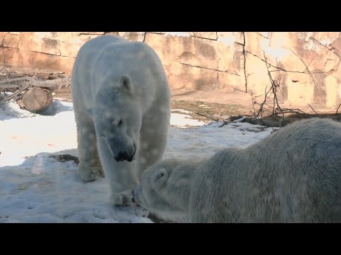 Polar bears at Louisville Zoo begin interacting