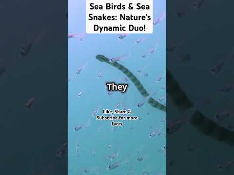 Sea Birds & Sea Snakes: Nature's Dynamic Duo! #ytshorts #facts #biologyscience  #marine #seacreature