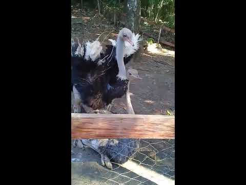 Ostrich Dancing in front of tourist