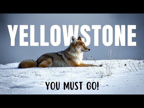 You MUST Visit Yellowstone | TOP 5 Reasons 2024