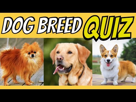 Dog Breed Quiz - 20 Breeds Do You Know Them All?