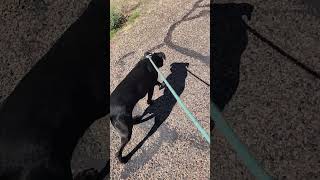 Walking with Airavis & Marge in Page, AZ #dogs #shelterdog #adoptdontshop #pagearizona