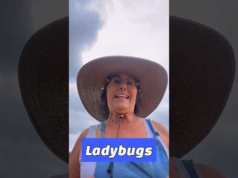 Why Are Ladybugs Great For Garden Health?