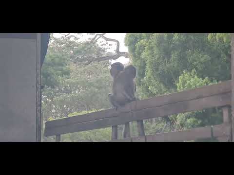 Nature Walk - Monkeys