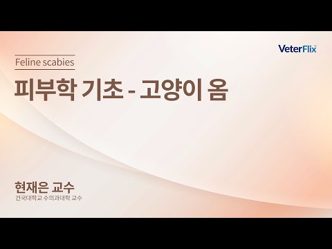 [베터플릭스][피부학 기초] 고양이 옴 (Feline scabies)