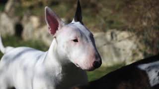 Bull Terrier  - Dog Breed Information