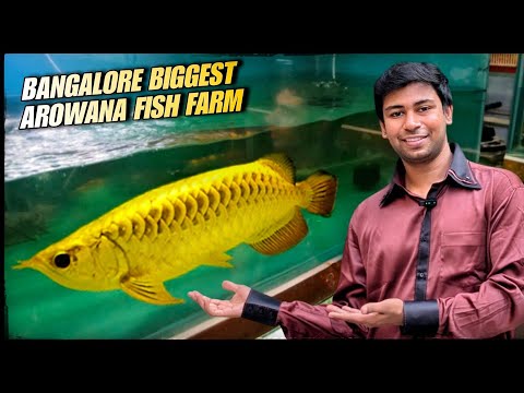 Top 10 Most Famous arowana Fish in the world for Wholesale prices in Bangalore full detail video